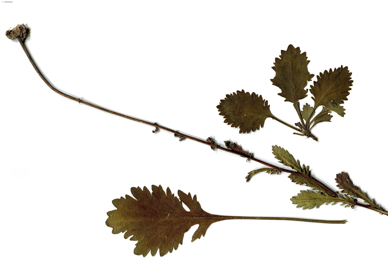 Leucanthemum cantabricum (Asteraceae)